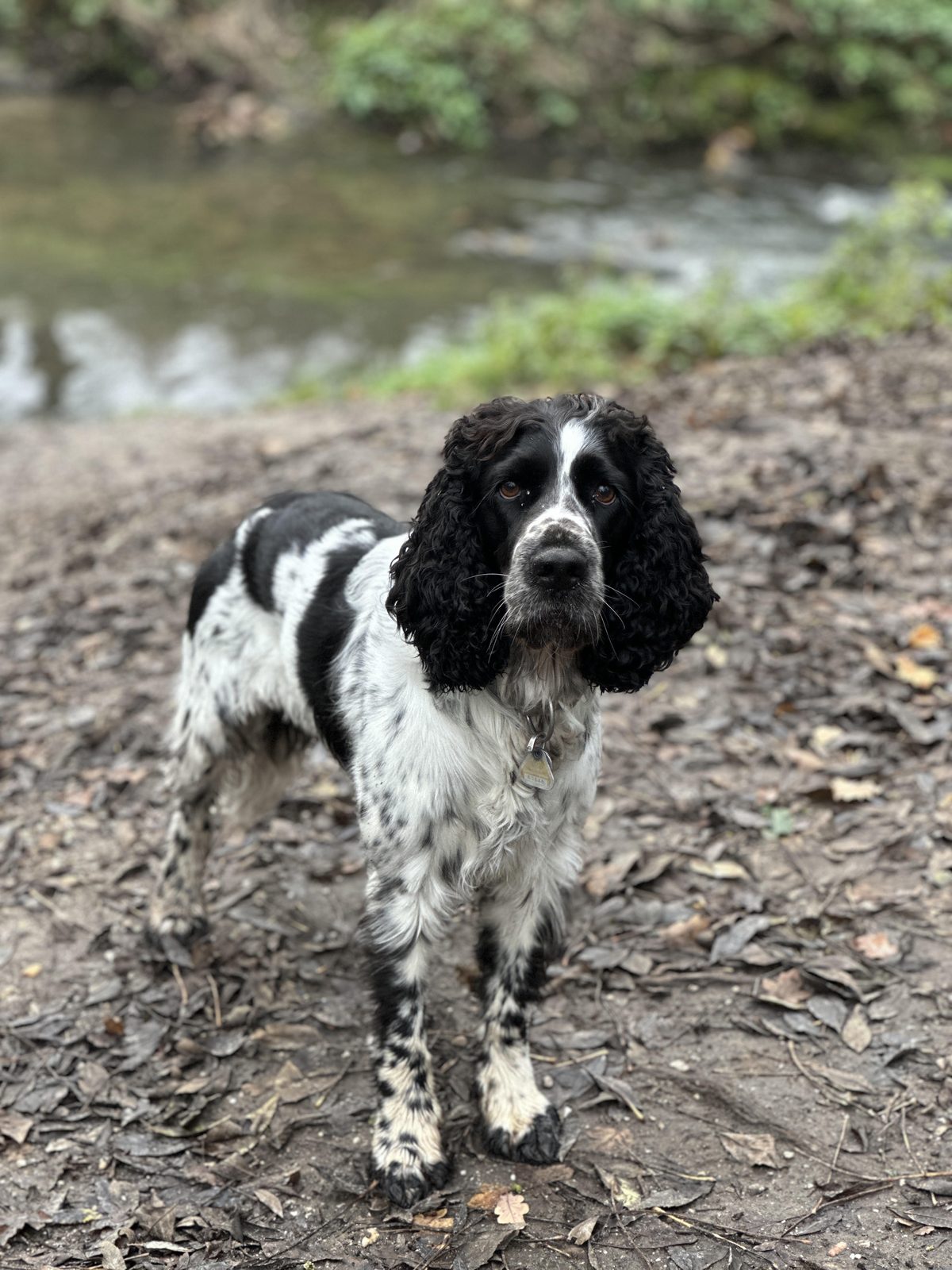 Therapiehund Happy
