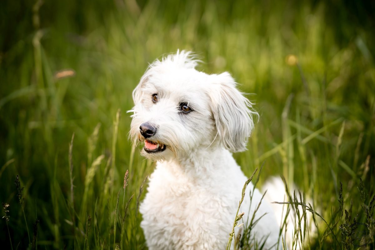 Therapiehund Flocke